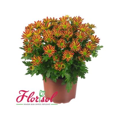 CRIZ. SWIFTY BRONZE BICOLOR P