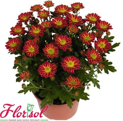 CRIZ. SWIFTY ORANGE BICOLOR P