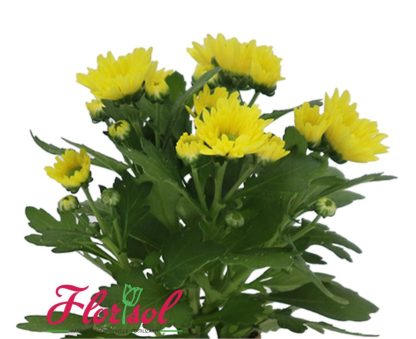 CRIZ. SWIFTY YELLOW P