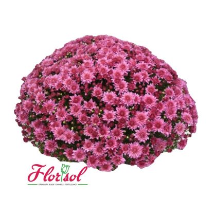 CRIZ. TRIBECA PINK P
