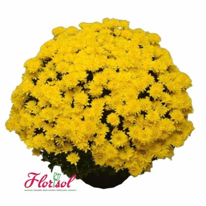 CRIZ. AVALON YELLOW P