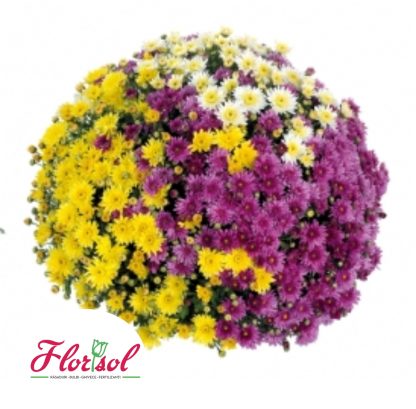 CRIZ. TRIO PULA (VANILLA,YELLOW,MAUVE)