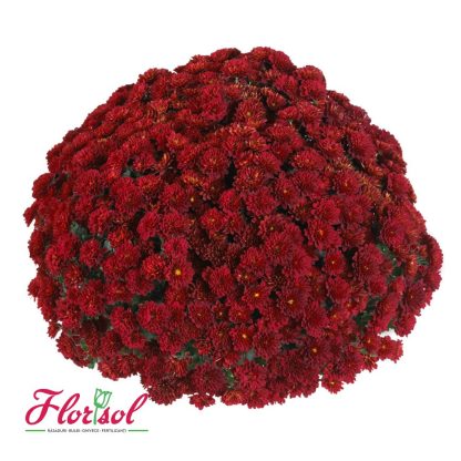 CRIZ. VOLLEY RED P