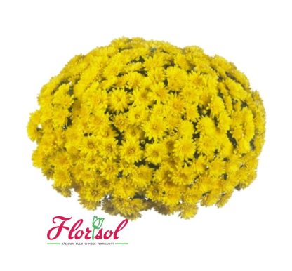 CRIZ. WONDER YELLOW P