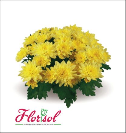 CRIZ. ZIZINHO YELLOW P