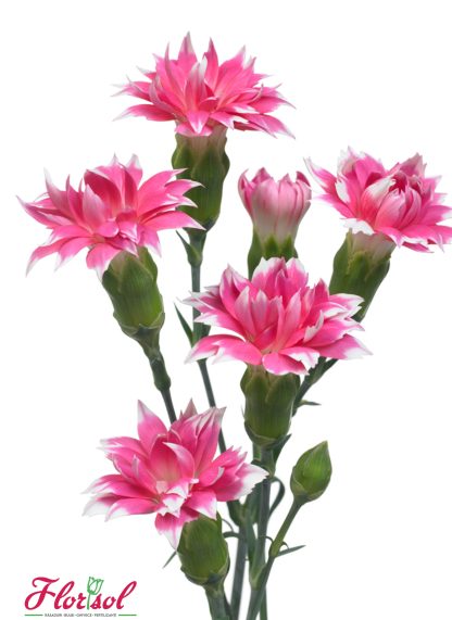 GAROAFA SPARKZ STAR CHERRY TESSINO