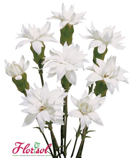 GAROAFA SPARKZ STAR SNOW TESSINO