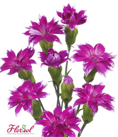 GAROAFA SPARKZ STAR FRUITY TESSINO