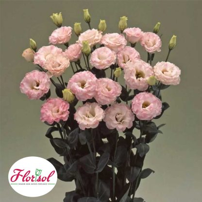 LIS. ARENA 2 LIGHT PINK
