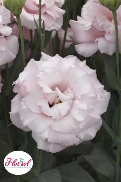 LIS. CORELLI 2 LIGHT PINK