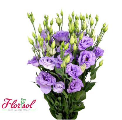 LIS. CORELLI 3 LAVENDER