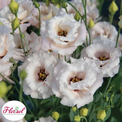 LIS. CORELLI 3 LIGHT PINK
