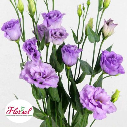 LIS. CORELLI SUGOI 1 LIGHT LAVENDER