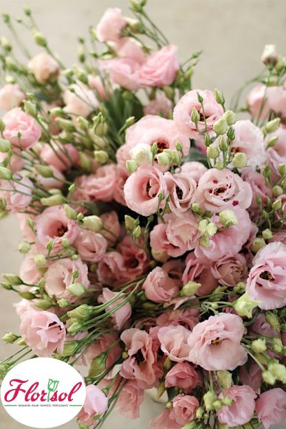 LIS. CORELLI SUGOI 3 LIGHT PINK