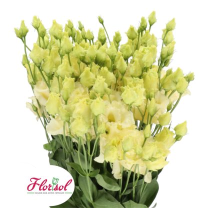 LIS. CORELLI SUGOI 3 YELLOW