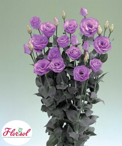 LIS. CROMA 4 LAVENDER IMPROVED