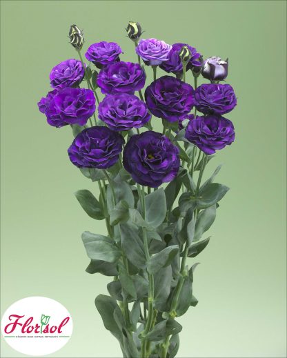 LIS. CROMA 2 PURPLE