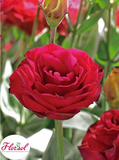LIS. CROMA 3 RED