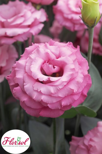 LIS. JOLLY 3 PINK