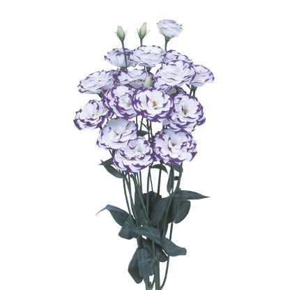 LIS. EXCALIBUR 2 BLUE PICOTEE