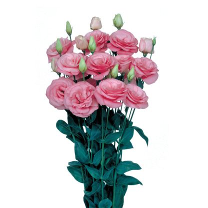 LIS. MARIACHI PINK