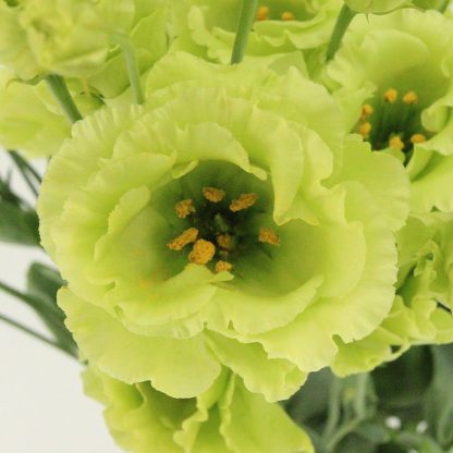 LIS. ROSANNE 2 BRIGHT GREEN