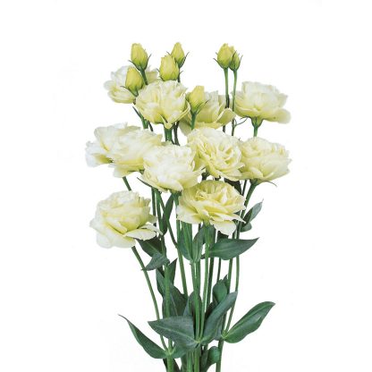 LIS. ROSITA 1 GREEN