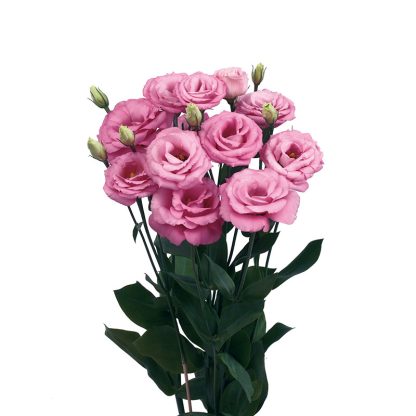 LIS. ROSITA 4 ROSE PINK