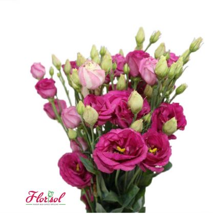 LIS. CORELLI SUGOI 3 DEEP PINK