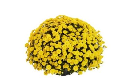 CRIZ. AMELIE YELLOW P