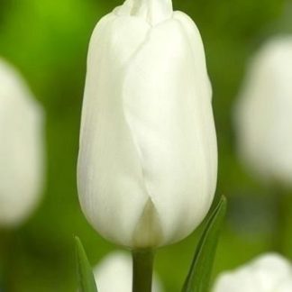 LALEA AGRASS WHITE 12+