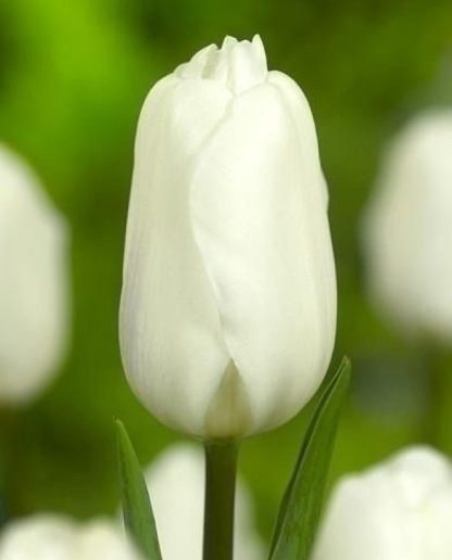 LALEA AGRASS WHITE 11/12