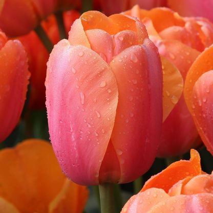 LALEA APRICOT IMPRESSION 12+