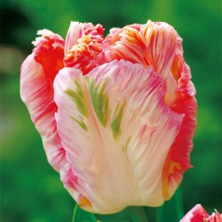LALEA APRICOT PARROT 12+