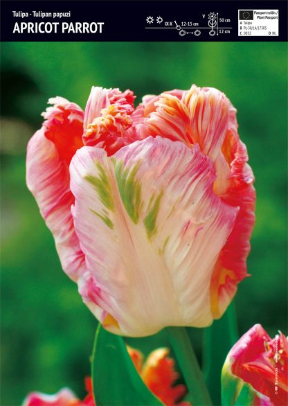 LALEA APRICOT PARROT 12+