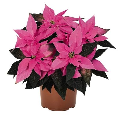 Poinsettia JADORE DARK PINK 84