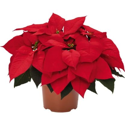 Poinsettia PREMIUM RED 84