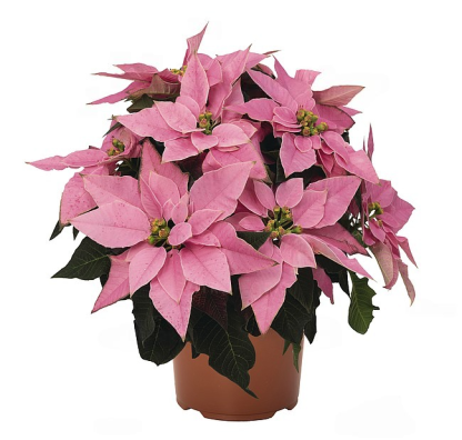 Poinsettia JADORE PINK 84