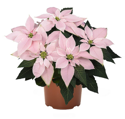 Poinsettia JADORE SOFT PINK 108