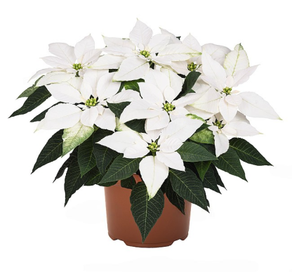 Poinsettia JADORE WHITE PEARL 84