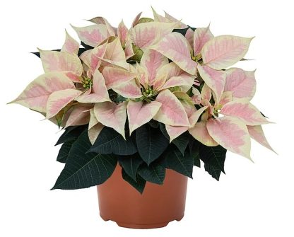 Poinsettia EMBLA MARBLE 108