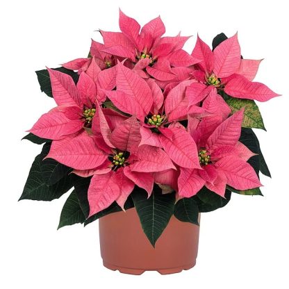 Poinsettia EMBLA PINK 108