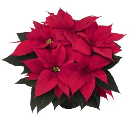 Poinsettia EMBLA 84