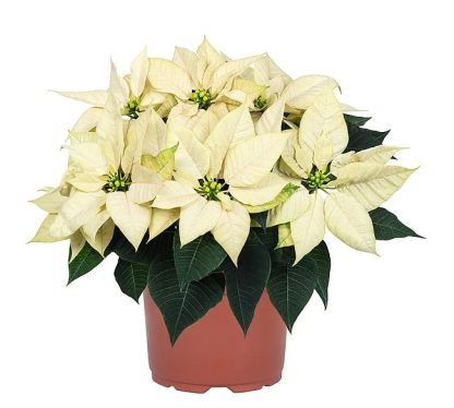 Poinsettia EMBLA WHITE 84