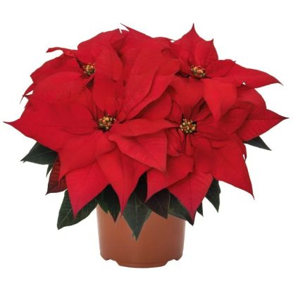 Poinsettia FERRARA 108