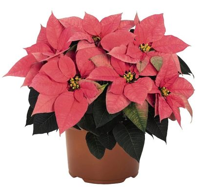 Poinsettia FREYA PINK 108