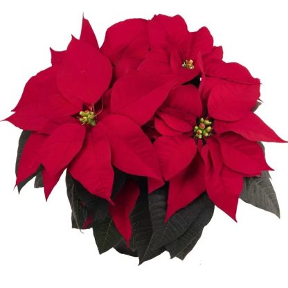 Poinsettia FREYA 108