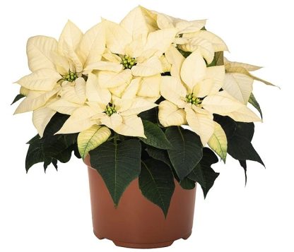 Poinsettia FREYA WHITE 108