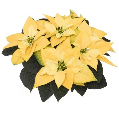 Poinsettia GOLDEN GLO 108