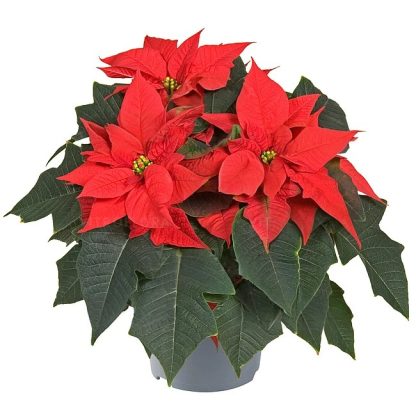 Poinsettia MIRA RED 84